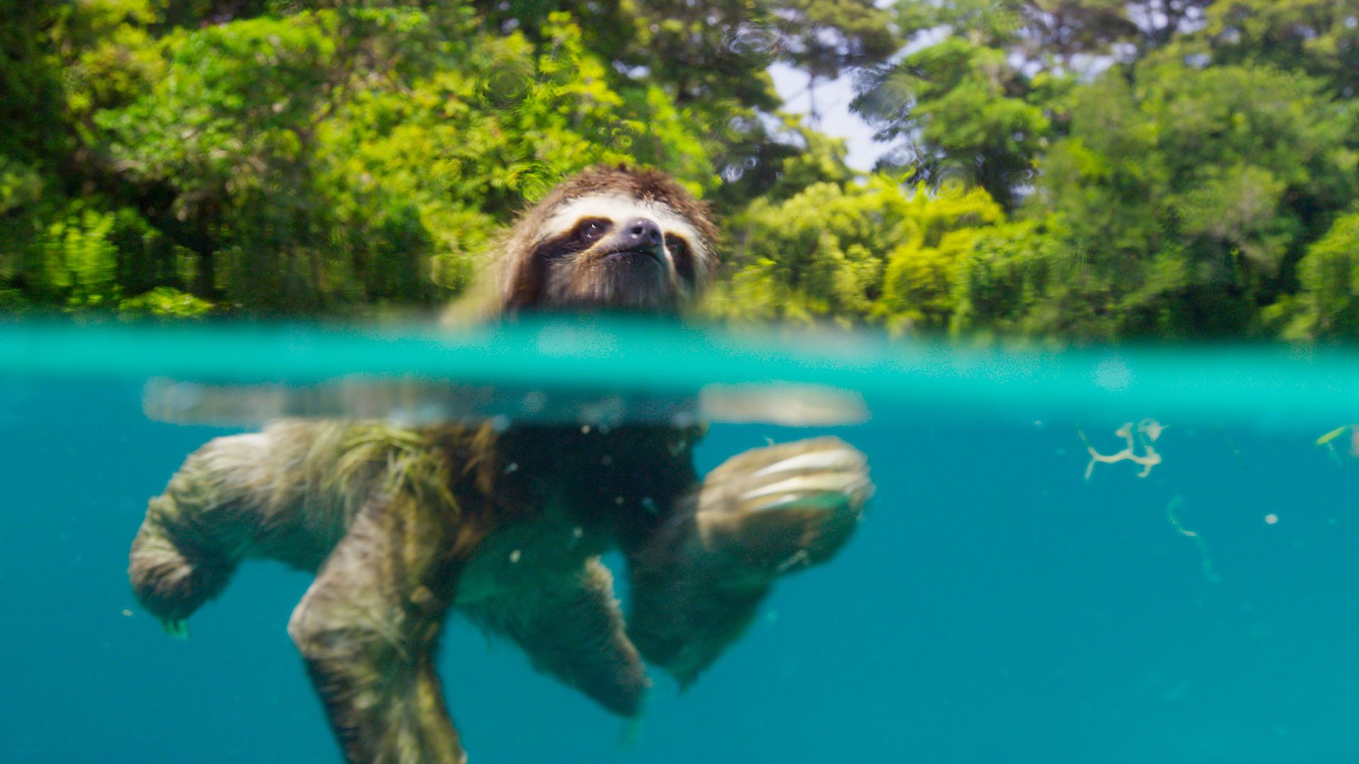 swimming-sloth